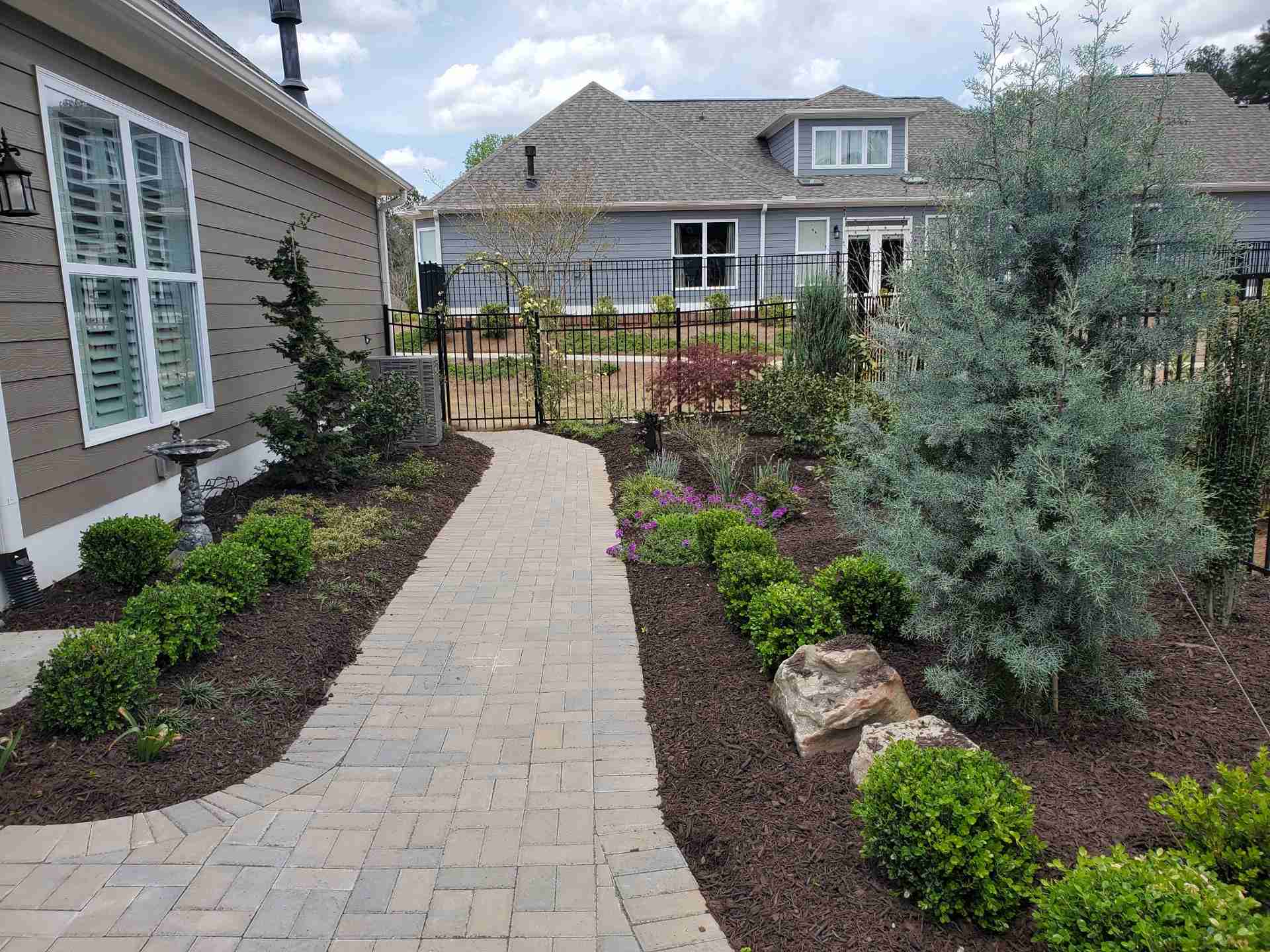 Paver walkway bordered by clipped boxwoods, a blue spruce and spring phlox in fresh mulch beds